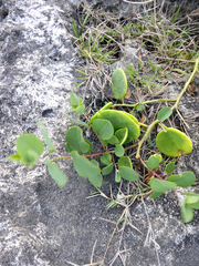 Capparis cordifolia