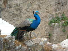 Pavo cristatus