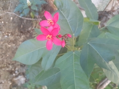 Jatropha integerrima