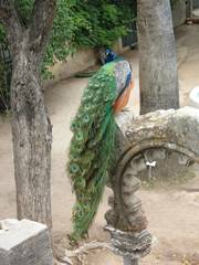 Pavo cristatus