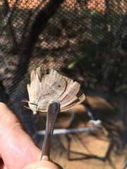 Yphthimoides patricia