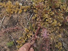 Ledebouria macowanii