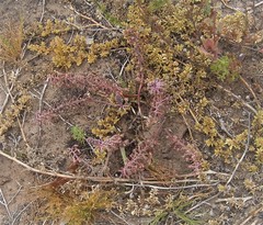 Ledebouria macowanii