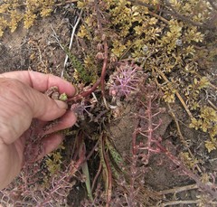 Ledebouria macowanii