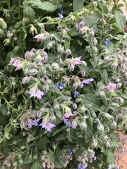 Borago