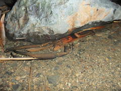 Macrobrachium carcinus