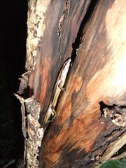 Copeoglossum aurae