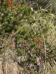 Erica multiflora