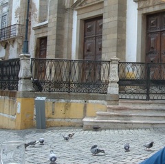 Columba livia domestica