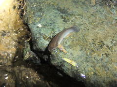 Anablepsoides hartii