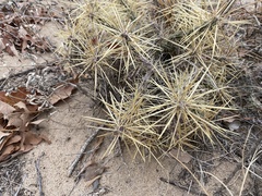 Cylindropuntia davisii