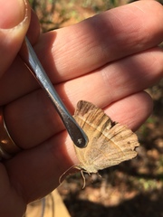 Yphthimoides patricia