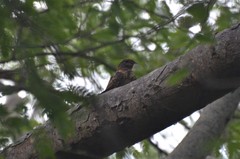 Caprimulgus vexillarius