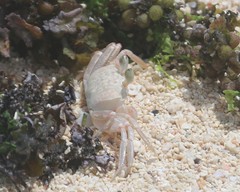 Ocypode ryderi
