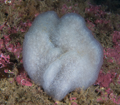 Pseudodistoma crucigaster