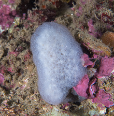 Pseudodistoma crucigaster