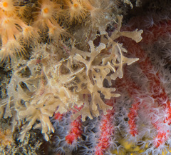 Chartella tenella