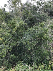Ilex vomitoria image