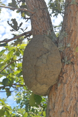 Constrictotermes cyphergaster