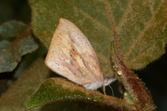 Lymanopoda eubagioides