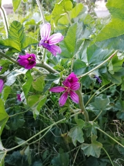 Malva sylvestris
