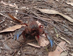 Euastacus woiwuru