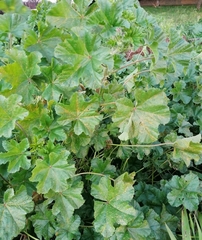 Malva sylvestris
