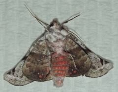 Oenochroma turneri