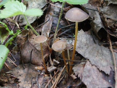 Strobilurus esculentus