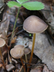 Strobilurus esculentus