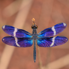 Zenithoptera lanei
