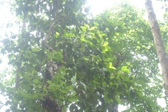 Dipterocarpus tuberculatus