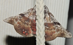 Oenochroma turneri