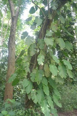 Pterocarpus macrocarpus