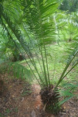 Cycas szechuanensis