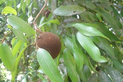 Hydnocarpus castaneus