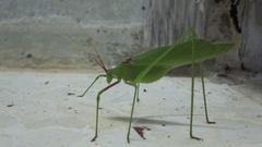 Acrometopa syriaca