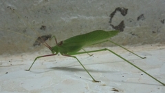 Acrometopa syriaca