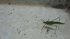 Acrometopa syriaca