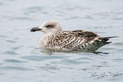 Larus marinus