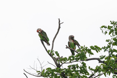 Poicephalus fuscicollis