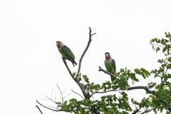 Poicephalus fuscicollis