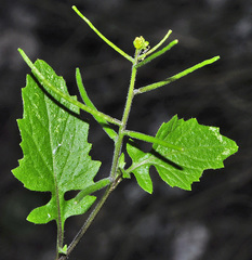 Sisymbrium erysimoides
