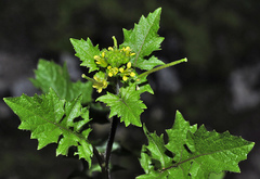 Sisymbrium erysimoides