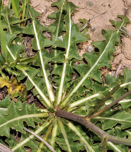 Representative image of Sisymbrium crassifolium