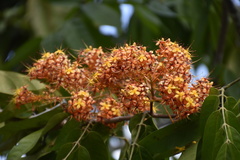 Saraca declinata