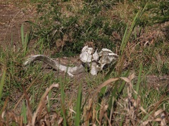 Tragelaphus