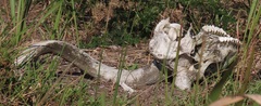 Tragelaphus