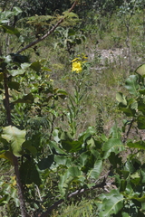 Allamanda angustifolia