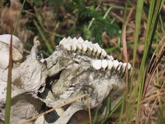 Tragelaphus